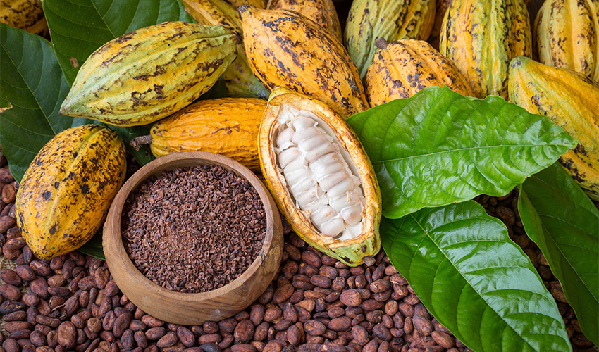 Cacao Beans