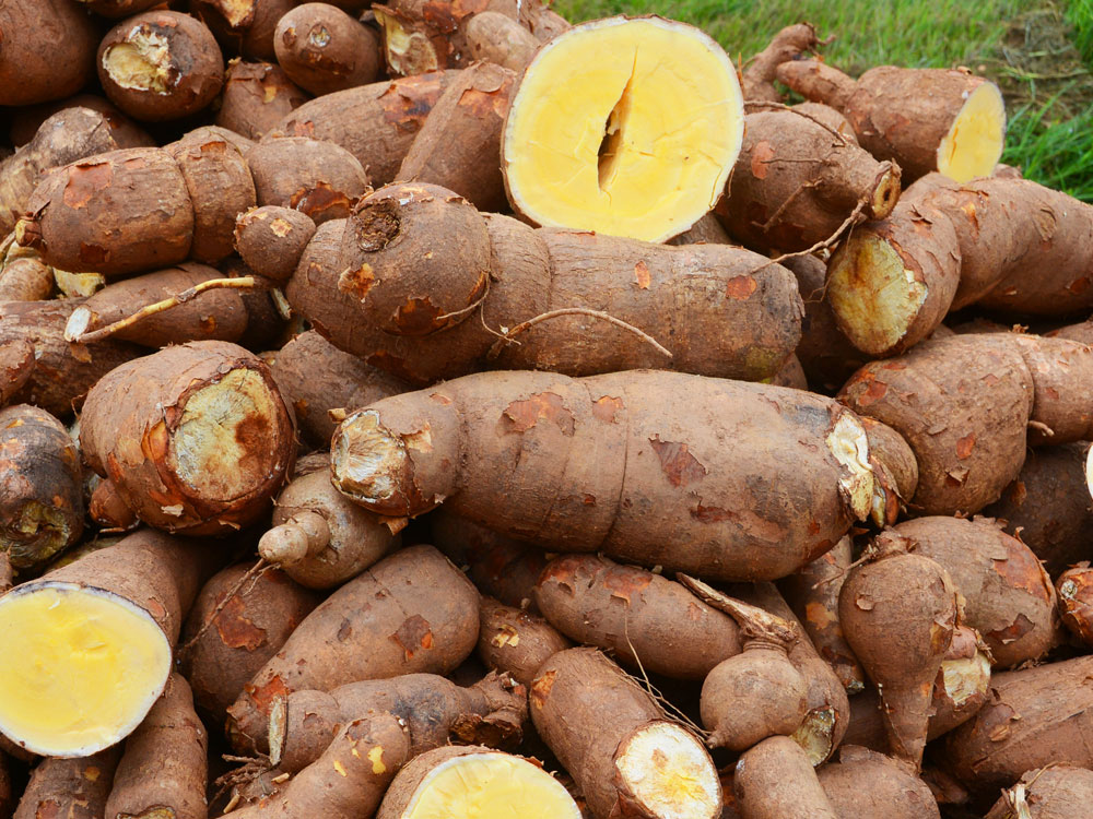 Cassava